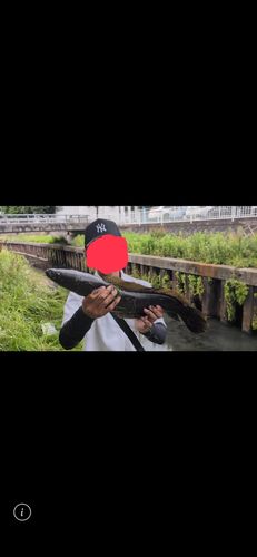 ライギョの釣果