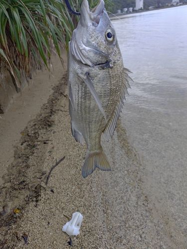 ミナミクロダイの釣果