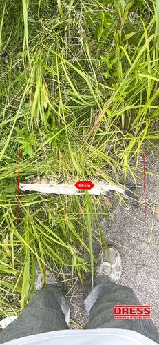 ニゴイの釣果