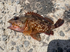 カサゴの釣果