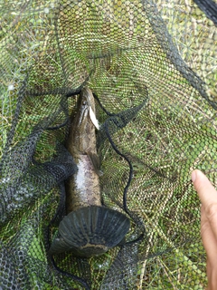 カムルチーの釣果