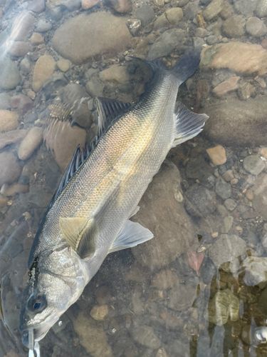 フッコ（マルスズキ）の釣果
