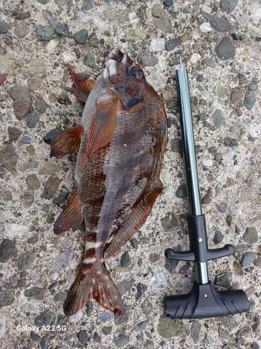 タカノハダイの釣果