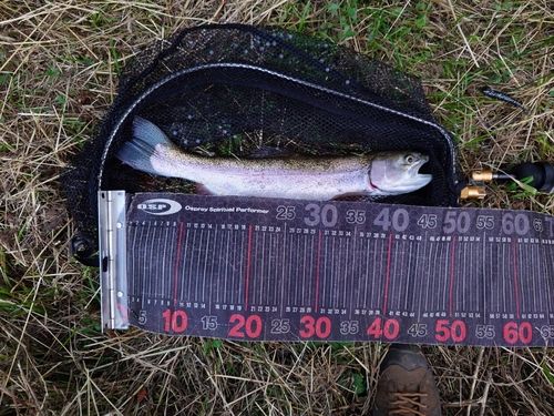 ニジマスの釣果