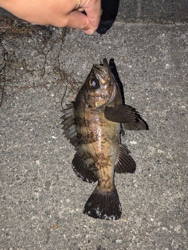 アカメバルの釣果