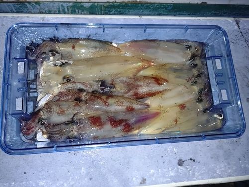 ケンサキイカの釣果