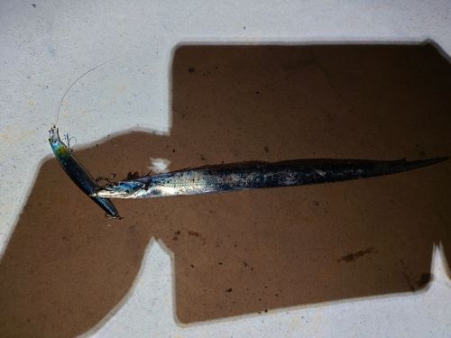 タチウオの釣果