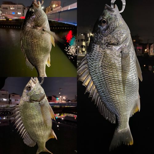 キビレの釣果