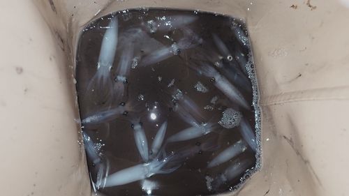 ヒイカの釣果
