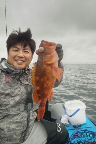 ウッカリカサゴの釣果