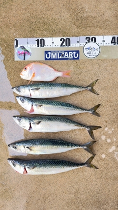 サバの釣果