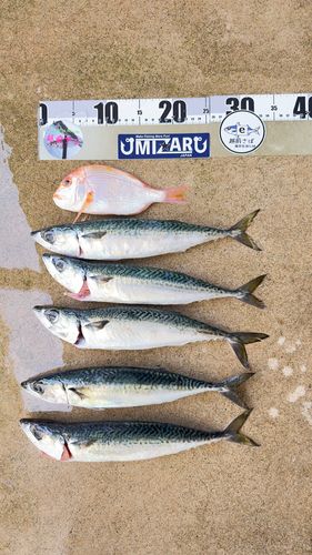 サバの釣果