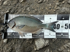 メジナの釣果