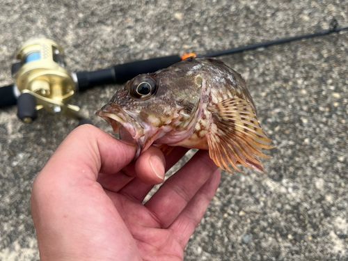 キスの釣果