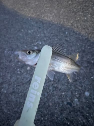 セイゴ（ヒラスズキ）の釣果