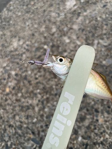 マアジの釣果