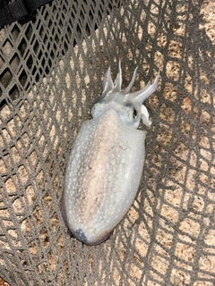 シリヤケイカの釣果