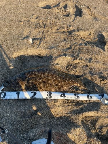 ヒラメの釣果