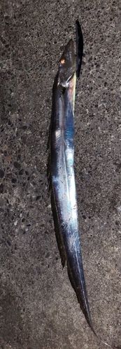タチウオの釣果