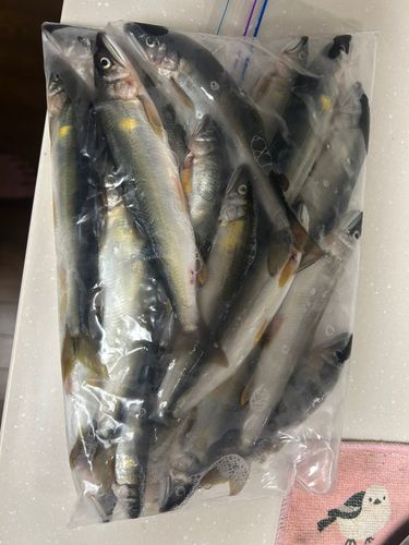 アユの釣果