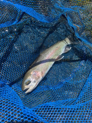 ニジマスの釣果