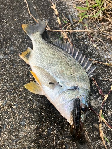 キビレの釣果