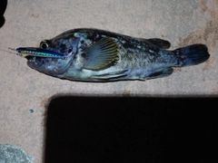 ソイの釣果
