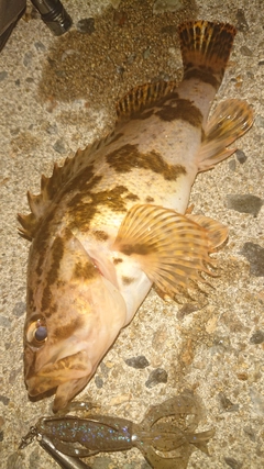 タケノコメバルの釣果