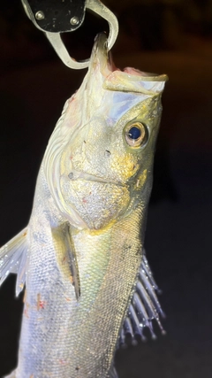 スズキの釣果