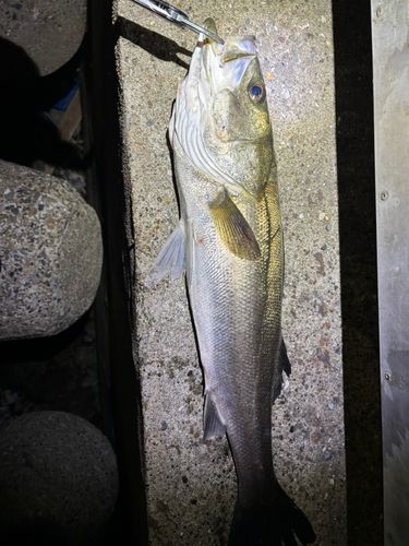 シーバスの釣果