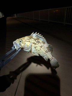 ベッコウゾイの釣果