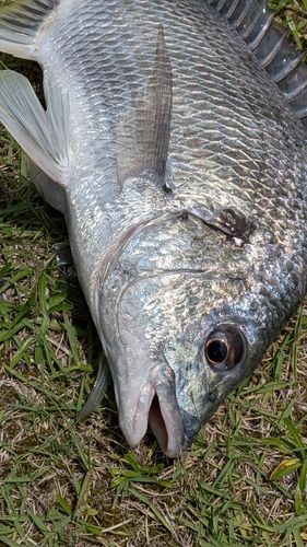 キビレの釣果