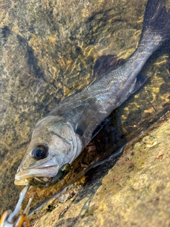セイゴ（マルスズキ）の釣果