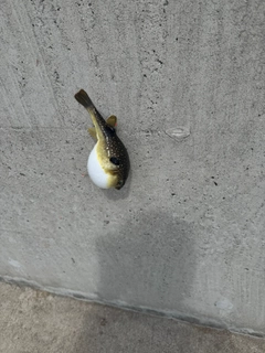 クサフグの釣果