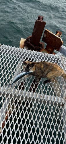 トビウオの釣果