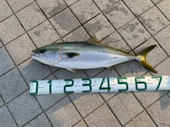 ワラサの釣果