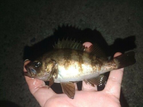 メバルの釣果