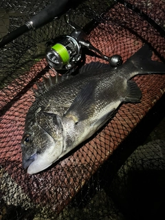 チヌの釣果