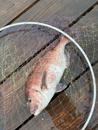 イシダイの釣果