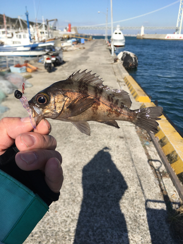 メバルの釣果