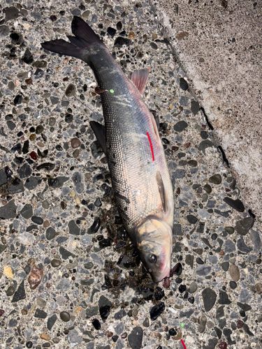 ウグイの釣果