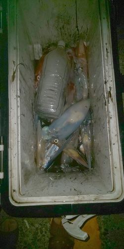 アカイカの釣果