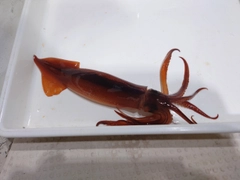 スルメイカの釣果