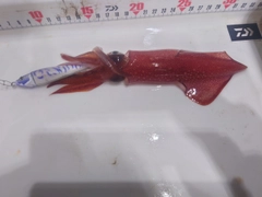 ケンサキイカの釣果