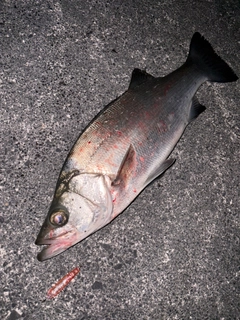 ヒラスズキの釣果