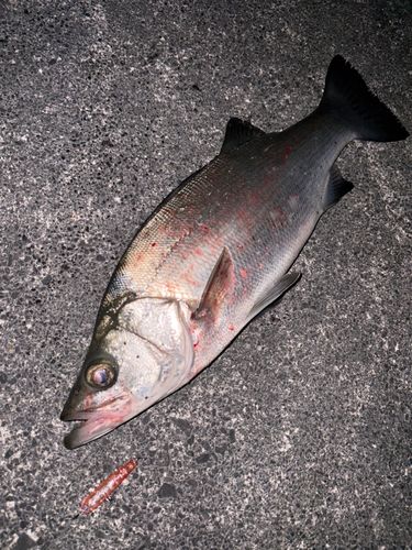 ヒラスズキの釣果