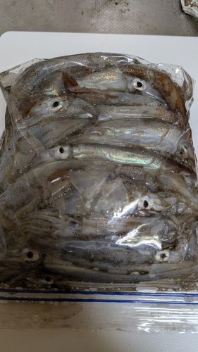 スルメイカの釣果