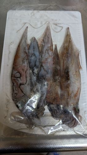 ヤリイカの釣果