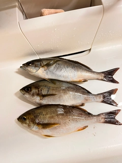 イサキの釣果