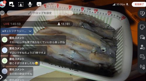 ヤリイカの釣果